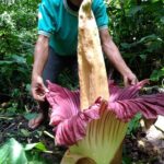 Woww…Harganya Selangit..!! Diburu Warga, Bunga Bangkai Terancam Punah..!!