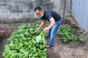Dukung Ketahanan Pangan, AKP Martualesi Sitepu Budidayakan Tanaman Sayuran