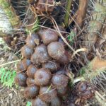 Horee..!! Tembus Rp 9.000/Kg, Petani Salak Pondoh di Deli Serdang Bergairah
