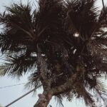 Woww..!! Pohon Kelapa Ini Bercabang Sembilan, Pernah Mau Ditukar Mobil..!!