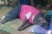 Babi Aneh..!! Diusir Nangis, Tidur Pakai Tikar, Bantal dan Selimut..!!