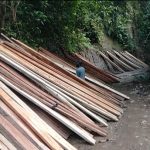Dinas Kehutanan Sumut Akui Amankan Tiga Penebang Kayu Hutan di Desa Buluh Awar..!!