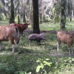 Pertanda Apa Ini..?? Anak Babi Ditembak Tiga Kali tak Mati..!! Menyusu Pada Sapi dan Makan Rumput..!!