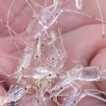 Sengatan Lobster Menusuk Tulang..!! Terduga Terima Suap Rp 3,4 M..!! Menteri KKP dan Isteri Belanja di Amerika Serikat..!!
