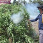 Bah..Bahh…Bahhh..!! Lima Hektar Ladang Ganja di Madina Dibakar..!!