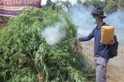 Bah..Bahh…Bahhh..!! Lima Hektar Ladang Ganja di Madina Dibakar..!!