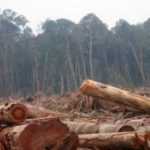 Awass..!! Banjir Bandang Ancam Tenggelamkan Kota Medan..!! Hutan Suaka Alam Sibolangit Dibabat Habis..!!