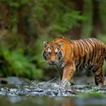 Aumm..!! Harimau “Ngamuk” di Langkat..!! Dua Ekor Sapi Warga Disikat..!!
