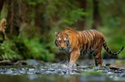 Aumm..!! Harimau “Ngamuk” di Langkat..!! Dua Ekor Sapi Warga Disikat..!!