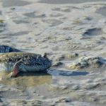 Belum Tau Klen Kan..?? Di Papua Ada Ikan Bisa Berjalan dan Memanjat Lhoo..!!