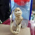 Hiii..!! Wajah Anak Ikan Hiu Ini Mirip Manusia..!! Warga Hebohh..!!