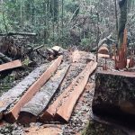 Diteror dan Diancam..!! DPC Projo Karo Tetap Maju tak Gentar: “Ganyang” Mafia Tanah dan Perambah Hutan di Siosar..!!