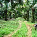 Lagi “Mantap-mantap” di Kebun Sawit..!! Kepergok..!! Eee…Ceweknya Diperkosa, Sepeda Motor Dilarikan..!!