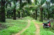 Lagi “Mantap-mantap” di Kebun Sawit..!! Kepergok..!! Eee…Ceweknya Diperkosa, Sepeda Motor Dilarikan..!!