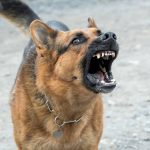 Digigit Anjing Tetangga..!! Bocah 10 Tahun Tewas..!!