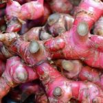Ingin Tingkatkan Imun Tubuh..?? Minum Saja Jahe Merah, Khasiatnya Luar Biasaa..!!