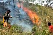 Duhh..!! Hutan Tongging Terbakar..!! Petugas Damkar Kewalahan..!!
