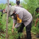 Orang Tanam Kopi, Anak Dairi yang Satu Ini Malah Tanam Ganja..!! Yaa…Ditangkaplahh..!!