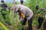 Orang Tanam Kopi, Anak Dairi yang Satu Ini Malah Tanam Ganja..!! Yaa…Ditangkaplahh..!!