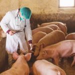 Luar Biasa..!! Pertama di Dunia, Indonesia Ciptakan Serum Flu Babi..!!