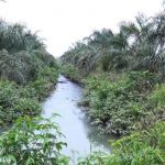 Ngeri…Sim Salabim..!! Mafia Tanah “Sulap” Hutan Bakau di Langkat Jadi Kebun Sawit..!! Kejatisu Mulai Membidik..!!