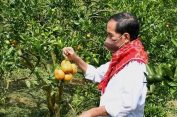 Tepati Janji..!! Presiden Jokowi Kunjungi LMD, Petik Jeruk Warga dan Telepon Mentan Soal Pupuk..!!