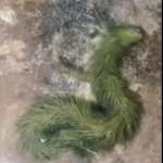 Warganet Heboh..!! Hiii…Ada Ular Berbulu Lebat Dekat Rumah Warga..!!