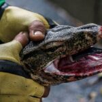 Bahh…Bahh…Bahhh..!! Ngeri Kali Kau Broo..!! Biawak Diperkosa, Dibunuh, Dimasak Lalu Dimakan..!!