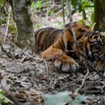 Nyaris Tewas..!! Harimau Terkam Dokter Hewan di Tapsel..!! Sempat Sama-sama Terguling ke Jurang..!!