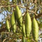 Makin Ngeri Lae..!! Singkong, Kelapa, Sereh, Tebu, Jagung, Kapuk Sampai Kemiri Kena Pajak..!!