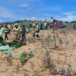 Dukung Program Bupati Karo..!! Masyarakat Desa Sukamaju Tanam Pisang di Puncak 2000 Siosar..!!