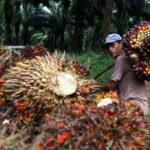 Horee…Harga Sawit Bakal Melejit..!! Presiden Jokowi Izinkan Ekspor CPO dan Minyak Goreng..!!