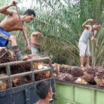Alamakk..!! Petani Sawit Indonesia Jual TBS ke Malaysia..!!