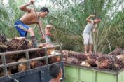Alamakk..!! Petani Sawit Indonesia Jual TBS ke Malaysia..!!