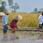 Raih Penghargaan Swasembada Pangan..!! Jokowi: Terima Kasih Para Petani..!!