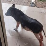 Makjangg..!! Seekor Babi “Bertamu” ke Kantor Dinas Lingkungan Hidup..!!
