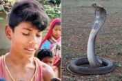 Woww..!! Kesal Digigit Ular Kobra, Bocah Balas Menggigit…Eee…Kobranya Mati..!!