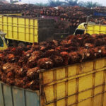 Kok Gak dari Dulu Broo..!! “Cerai” dari Malaysia, Indonesia Bikin Harga Acuan Minyak Sawit Sendiri..!!