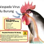 Alamakkk…Gak Habis-habis Bahh..!! Awass..!! Virus Flu Burung Mengancam, Satu Tewas di Kamboja..!!