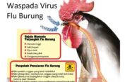 Alamakkk…Gak Habis-habis Bahh..!! Awass..!! Virus Flu Burung Mengancam, Satu Tewas di Kamboja..!!