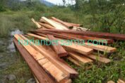 Gawat Laee..!! Tangkap Lepas Kayu Olahan di Polsek Kutalimbaru: Pembalak Liar Makin Merajalela..!!