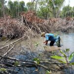 Ngeri Laee..!! Mafia Langkat Unjuk Gigi, Hutan Mangrove Dibabati..!! Anggota DPR Sedih Minta Presiden Turun Tangan..!!