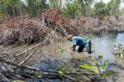 Ngeri Laee..!! Mafia Langkat Unjuk Gigi, Hutan Mangrove Dibabati..!! Anggota DPR Sedih Minta Presiden Turun Tangan..!!