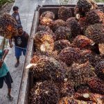Tokk..!! Bursa CPO Indonesia Resmi Beroperasi..!!