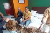 Kacian Deh Luu..!! Jual Kulit Harimau ke Polisi, Dua Orang Anak Padang Sidimpuan “Tidur” di Polda Sumut..!!