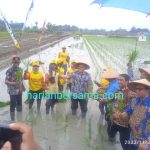 Jadi Petani Sehari..!! Plt Bupati DS, Kadis SDABMBK dan Kadis Pertanian “Berkubang Lumpur” Menanam Padi di Sawah..!!