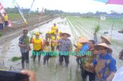 Jadi Petani Sehari..!! Plt Bupati DS, Kadis SDABMBK dan Kadis Pertanian “Berkubang Lumpur” Menanam Padi di Sawah..!!