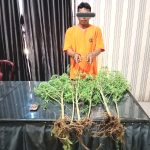 Paten Pak Poll…Gas Truss..!! Satres Narkoba Polres Karo Tangkap Penanam Ganja..!!