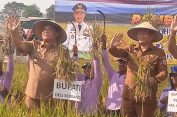 Tragiss..!! Bupati Deli Serdang dan Pj Gubsu Panen Raya Padi di Tengah Gempuran “Hutan” Ruko..!!