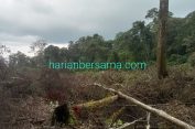 Masuk Kawasan Hutan..!! Warga Desak Pj Gubsu dan Pj Bupati Deli Serdang Kosongkan Lahan Eks PT IRA 154 Ha..!!